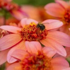 Dahlia 'Totally Tangerine' -Verdelyn Sales x600 23577