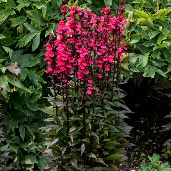 Lobelia Speciosa Starship™ Deep Rose 1 Lobelia Speciosa Starship™ Deep Rose
