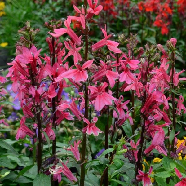 Lobelia Speciosa Starship™ Deep Rose 2 Lobelia Speciosa Starship™ Deep Rose - Image 2