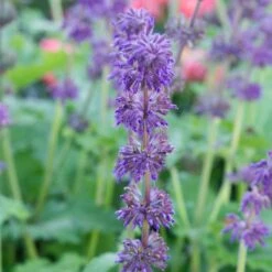Salvia Verticillata 'Purple Rain' -Verdelyn Sales x600 23657