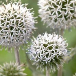 Echinops Sphaerocephalus 'Arctic Glow' -Verdelyn Sales x600 23674