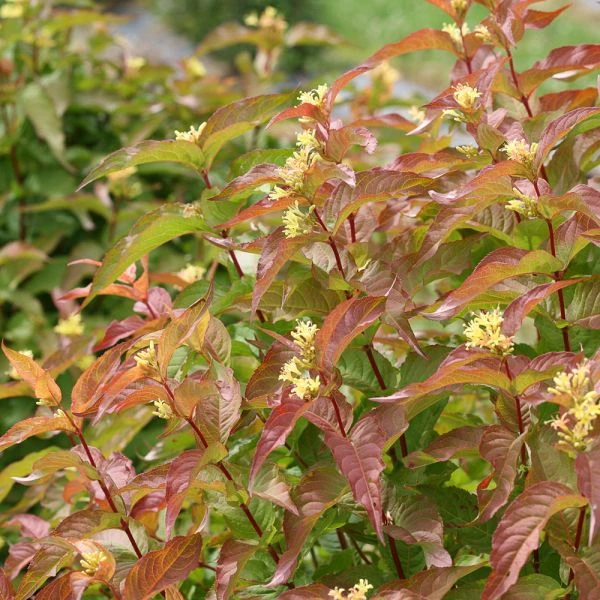 Diervilla Kodiak® Orange 1 Diervilla Kodiak® Orange