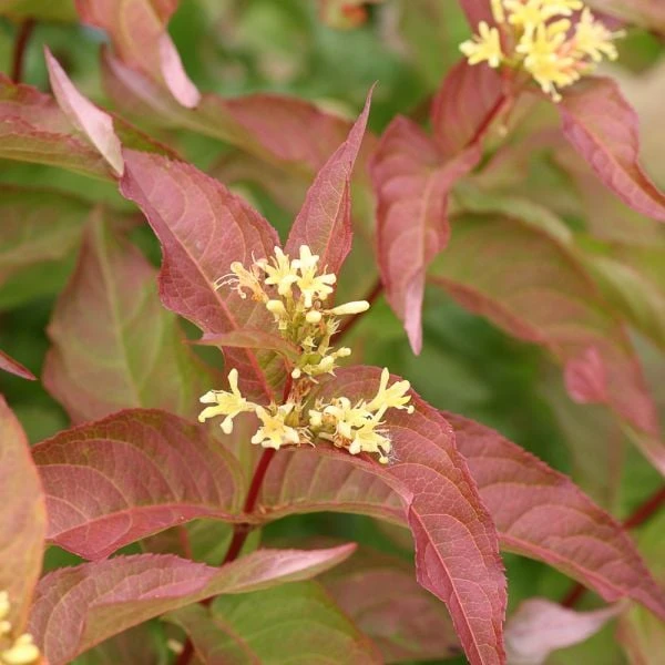 Diervilla Kodiak® Orange 3 Diervilla Kodiak® Orange - Image 3