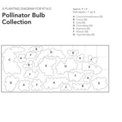Pollinator Bulb Collection -Verdelyn Sales x600 23961