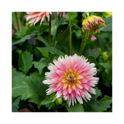 Dahlia 'XXL Sunset' -Verdelyn Sales x600 23979