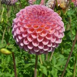 Dahlia 'Jowey Winnie' -Verdelyn Sales x600 24092