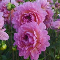 Dahlia 'Tropical' 5 Dahlia 'Tropical' -Verdelyn Sales x600 24098