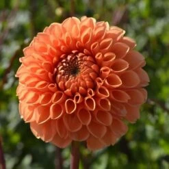 Dahlia 'Sylvia' -Verdelyn Sales x600 24108