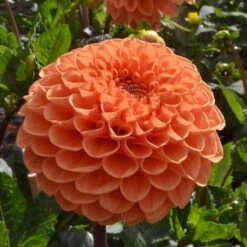 Dahlia 'Sylvia' -Verdelyn Sales x600 24109