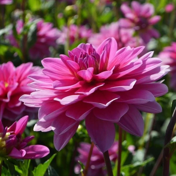 Dahlia 'Onesta' 2 Dahlia 'Onesta' - Image 2