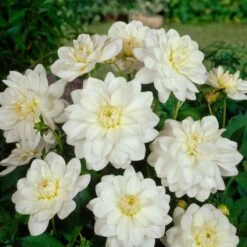 Dahlia 'White Onesta' -Verdelyn Sales x600 24152