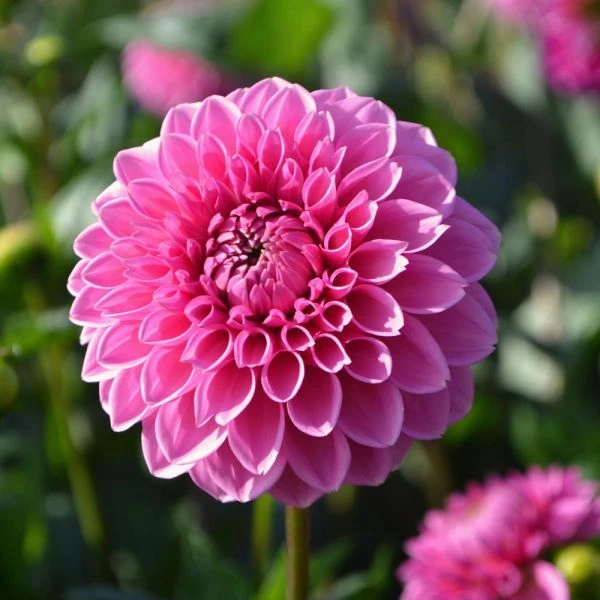 Dahlia 'Pink Sylvia' 3 Dahlia 'Pink Sylvia' - Image 3