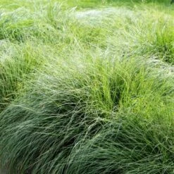 Ornamental Grass: Sporobolus Heterolepis -Verdelyn Sales x600 24220