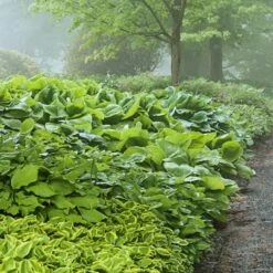 Emerald Isle Hosta Collection -Verdelyn Sales x600 24292