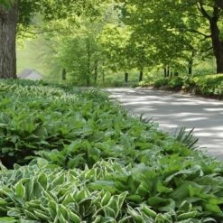 Emerald Isle Hosta Collection -Verdelyn Sales x600 24294