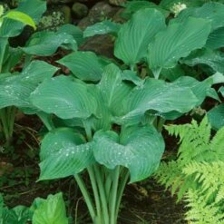 Emerald Isle Hosta Collection -Verdelyn Sales x600 24295