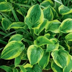 Emerald Isle Hosta Collection -Verdelyn Sales x600 24296