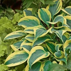 Emerald Isle Hosta Collection -Verdelyn Sales x600 24298