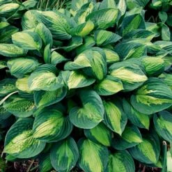 Emerald Isle Hosta Collection -Verdelyn Sales x600 24299