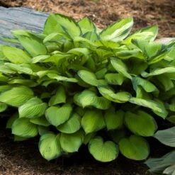 Emerald Isle Hosta Collection -Verdelyn Sales x600 24300