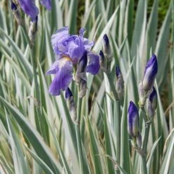 Iris Pallida 'Argentea Variegata' -Verdelyn Sales x600 24473