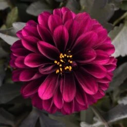Dahlia City Lights™ Purple -Verdelyn Sales x600 24479