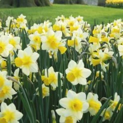 Narcissus 'Golden Echo' -Verdelyn Sales x600 24505