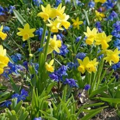 Narcissus 'Tête-à-Tête' -Verdelyn Sales x600 24508