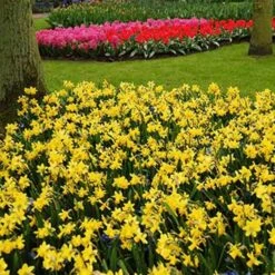 Narcissus 'Tête-à-Tête' -Verdelyn Sales x600 24511