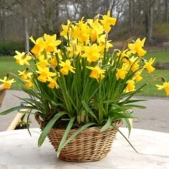 Narcissus 'Tête-à-Tête' -Verdelyn Sales x600 24514