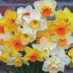 Weatherproof Large-Cupped Daffodil Mix -Verdelyn Sales x600 24519