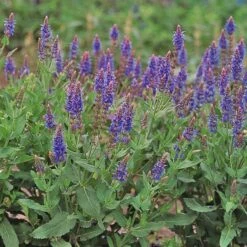Salvia X Sylvestris 'Blue Hill' -Verdelyn Sales x600 24587