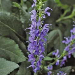 Salvia X Sylvestris 'Blue Hill' -Verdelyn Sales x600 24588