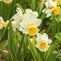 Large-Cupped Daffodil Naturalizing Mix -Verdelyn Sales x600 24702
