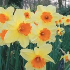 Large-Cupped Daffodil Naturalizing Mix -Verdelyn Sales x600 24703
