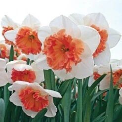 Large-Cupped Daffodil Naturalizing Mix -Verdelyn Sales x600 24704