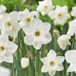 Large-Cupped Daffodil Naturalizing Mix -Verdelyn Sales x600 24705