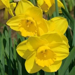 Large-Cupped Daffodil Naturalizing Mix -Verdelyn Sales x600 24706