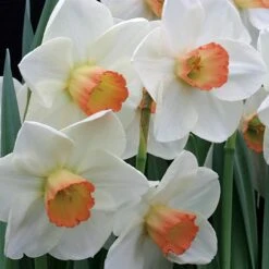 Large-Cupped Daffodil Naturalizing Mix