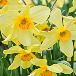 Small-Cupped Narcissus Mix -Verdelyn Sales x600 24744