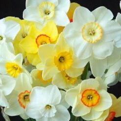 Small-Cupped Narcissus Mix -Verdelyn Sales x600 24746