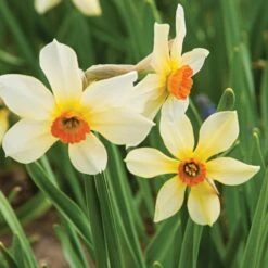 Small-Cupped Narcissus Mix -Verdelyn Sales x600 24747