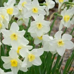 Small-Cupped Narcissus Mix -Verdelyn Sales x600 24748