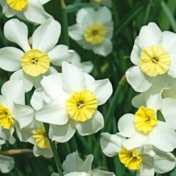 Small-Cupped Narcissus Mix -Verdelyn Sales x600 24749