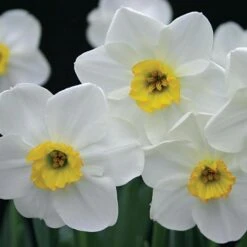 Small-Cupped Narcissus Mix -Verdelyn Sales x600 24750