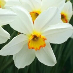 Small-Cupped Narcissus Mix -Verdelyn Sales x600 24751