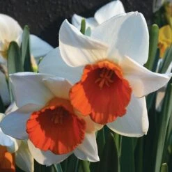 Narcissus 'Chromacolor' -Verdelyn Sales x600 24767