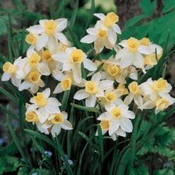 Scent Of Spring Daffodil Mix -Verdelyn Sales x600 24768