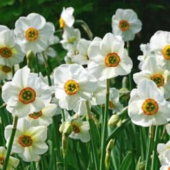 Scent Of Spring Daffodil Mix -Verdelyn Sales x600 24771