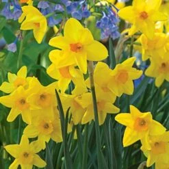 Scent Of Spring Daffodil Mix -Verdelyn Sales x600 24773